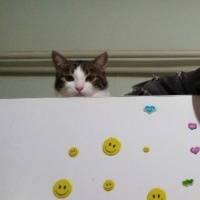 Tekir Kedi, Kedi  Lüna fotoğrafı