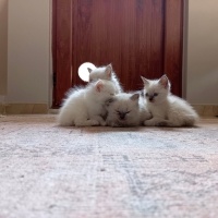 Himalayan, Kedi  Sütlaç fotoğrafı