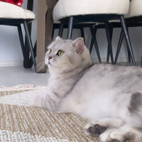 British Shorthair, Kedi  Daisy fotoğrafı