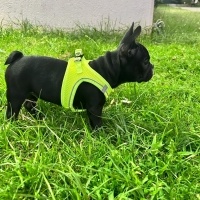 Fransız Bulldog, Köpek  Kaju fotoğrafı