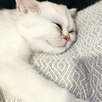 British Shorthair, Kedi  Luna fotoğrafı