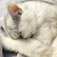 British Shorthair, Kedi  Luna fotoğrafı