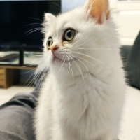 British Shorthair, Kedi  Luna fotoğrafı