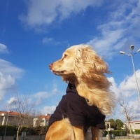 Amerikan Cocker Spaniel, Köpek  Sushi fotoğrafı