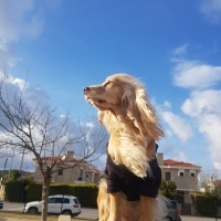 Amerikan Cocker Spaniel, Köpek  Sushi fotoğrafı