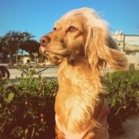 Amerikan Cocker Spaniel, Köpek  Sushi fotoğrafı