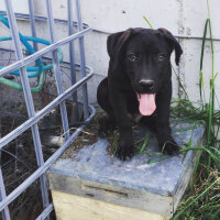 Cane Corso Italiano, Köpek  Cesur fotoğrafı