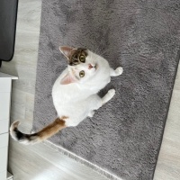 Tekir Kedi, Kedi  Şila fotoğrafı