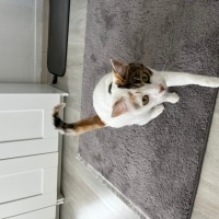 Tekir Kedi, Kedi  Şila fotoğrafı