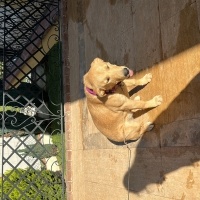 Golden Retriever, Köpek  lucky fotoğrafı