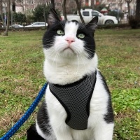 Tuxedo (Smokin) Kedi, Kedi  Baykuş fotoğrafı