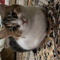 Tekir Kedi, Kedi  Mia fotoğrafı