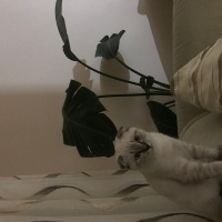 Scottish Fold, Kedi  Albus fotoğrafı