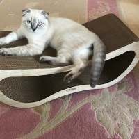 Scottish Fold, Kedi  Albus fotoğrafı