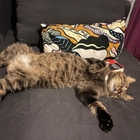 Norwegian Forest, Kedi  Gece fotoğrafı