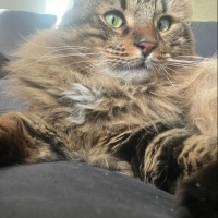 Norwegian Forest, Kedi  Gece fotoğrafı