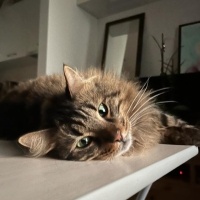 Norwegian Forest, Kedi  Gece fotoğrafı