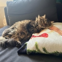 Norwegian Forest, Kedi  Gece fotoğrafı