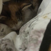 Tekir Kedi, Kedi  nar fotoğrafı