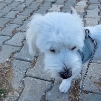 Maltese, Köpek  ÇAVUŞ oğlum için sahiplendirme fotoğrafı