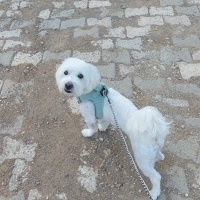 Maltese, Köpek  ÇAVUŞ oğlum için sahiplendirme fotoğrafı
