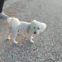 Maltese, Köpek  ÇAVUŞ oğlum için sahiplendirme fotoğrafı