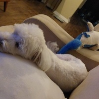 Maltese, Köpek  ÇAVUŞ oğlum için sahiplendirme fotoğrafı