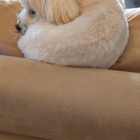 Maltese, Köpek  ÇAVUŞ oğlum için sahiplendirme fotoğrafı