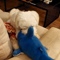 Maltese, Köpek  ÇAVUŞ oğlum için sahiplendirme fotoğrafı