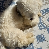 Maltese, Köpek  ÇAVUŞ oğlum için sahiplendirme fotoğrafı