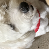 Maltese, Köpek  Paşa fotoğrafı