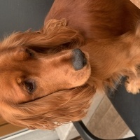 İngiliz Cocker Spaniel, Köpek  Milan fotoğrafı