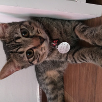 Tekir Kedi, Kedi  Leyla fotoğrafı