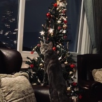 Tekir Kedi, Kedi  Gölge fotoğrafı