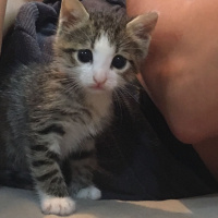 Sibirya Kedisi, Kedi  max fotoğrafı