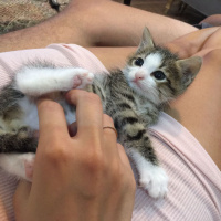 Sibirya Kedisi, Kedi  max fotoğrafı