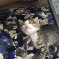 Sibirya Kedisi, Kedi  max fotoğrafı