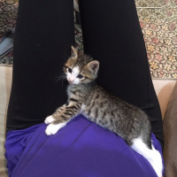 Sibirya Kedisi, Kedi  max fotoğrafı