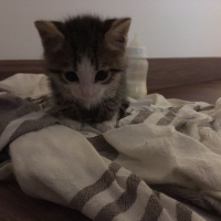 Sibirya Kedisi, Kedi  max fotoğrafı