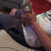 Sibirya Kedisi, Kedi  max fotoğrafı