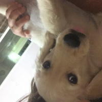 Golden Retriever, Köpek  Yavru golden lia fotoğrafı