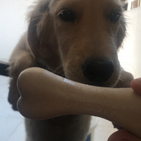 Golden Retriever, Köpek  Yavru golden lia fotoğrafı