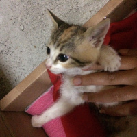 Tekir Kedi, Kedi  Çekirdek  fotoğrafı