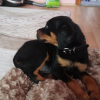 Rottweiler, Köpek  Rukky fotoğrafı