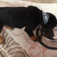 Rottweiler, Köpek  Rukky fotoğrafı
