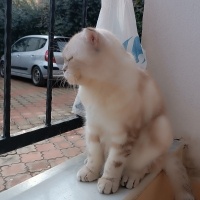 British Shorthair, Kedi  Nazlı fotoğrafı