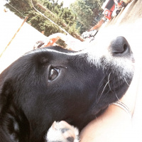 Labrador Retriever, Köpek  Sakız fotoğrafı