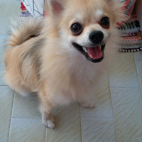 Pomeranyalı, Köpek  Pamuk fotoğrafı