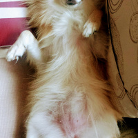 Pomeranyalı, Köpek  Pamuk fotoğrafı