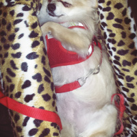 Pomeranyalı, Köpek  Pamuk fotoğrafı